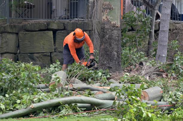 How Our Tree Care Process Works  in  Friona, TX